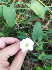 Convolvulus arvensis