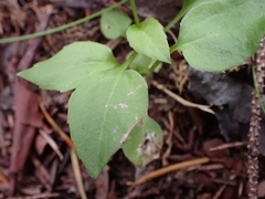Campanula scouleri
