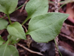 Campanula scouleri