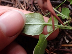 Campanula scouleri