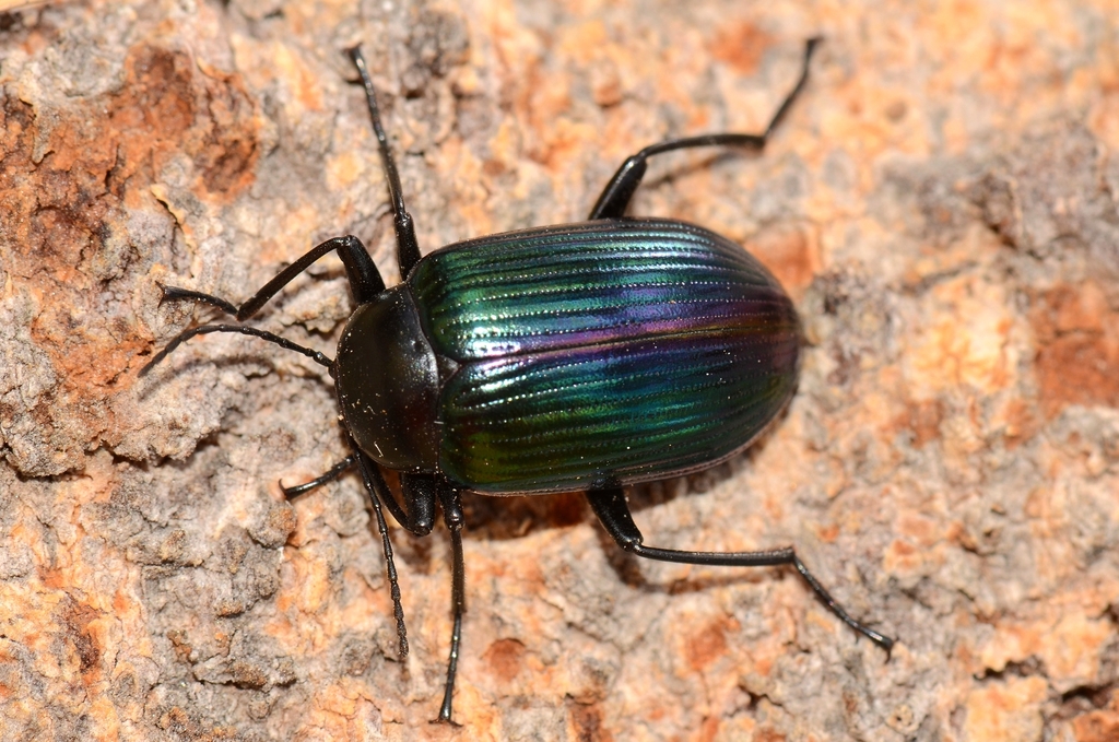 Chalcopterus Beetles