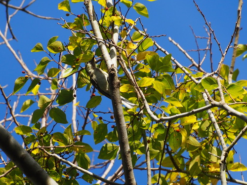 Asian Tit, Pat Heung Road, Hong Kong, photo 8 of 10