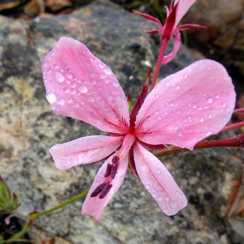 Image of Fleshy Storksbill (Pelargonium carneum) by no rights reserved