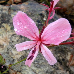 Pelargonium carneum