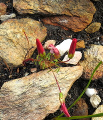 Oxalis pendulifolia