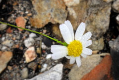 Phymaspermum leptophyllum