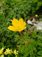 Pulsatilla aurea