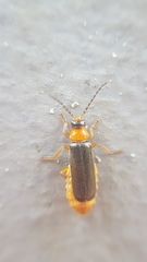 Cantharis flavilabris