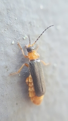 Cantharis flavilabris