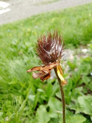 Pulsatilla aurea