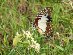 Graphium angolanus