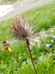 Pulsatilla aurea