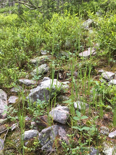 Mountain Oats (Koeleria vaseyi)