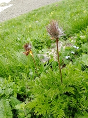 Pulsatilla aurea