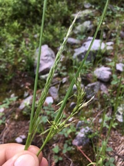 Trisetum montanum