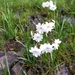 Primula munroi - Photo (c) Rinzin Dorji, algunos derechos reservados (CC BY-NC), uploaded by Rinzin Dorji