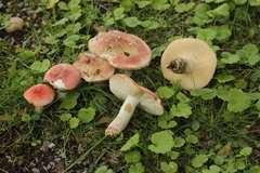 Russula exalbicans