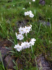 Primula munroi