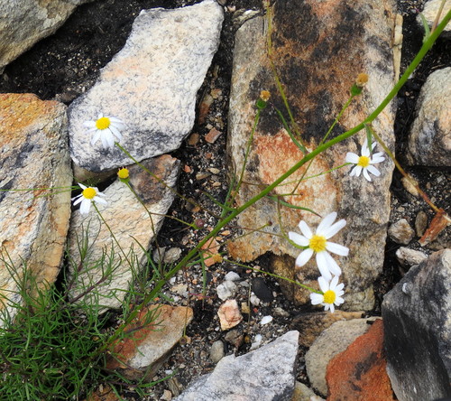Image of Phymaspermum leptophyllum by no rights reserved