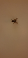 Diptera