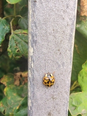 Harmonia axyridis