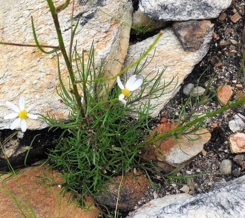 Image of Phymaspermum leptophyllum by no rights reserved