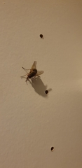 Diptera