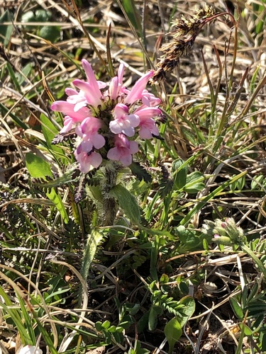 Hairy lousewort (Pedicularis hirsuta)