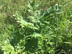 Dictamnus angustifolius