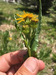 Senecio crassulus