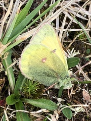 Colias hecla