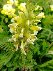 Pedicularis condensata