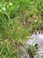 Carex illota