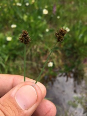 Carex illota