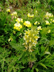 Pedicularis condensata