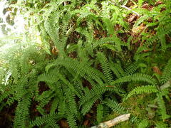 Monachosorum maximowiczii