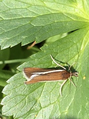 Catoptria furcatella