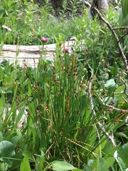 Juncus drummondii
