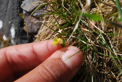 Ranunculus pygmaeus
