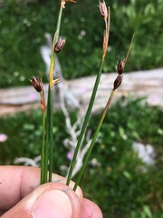 Juncus drummondii