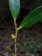 Cinnamosma fragrans image