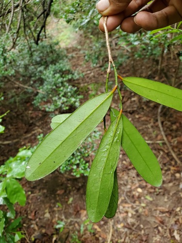 Cinnamosma fragrans image