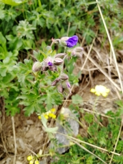 Geranium gymnocaulon
