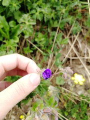 Geranium gymnocaulon