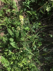 Pedicularis dolichorrhiza