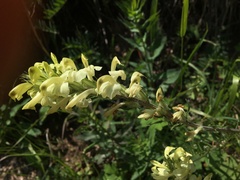 Pedicularis dolichorrhiza
