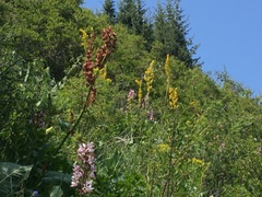 Ligularia macrophylla