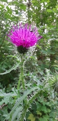 Carduus crispus