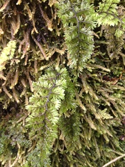 Hymenophyllum dentatum