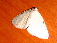 Lomographa bimaculata